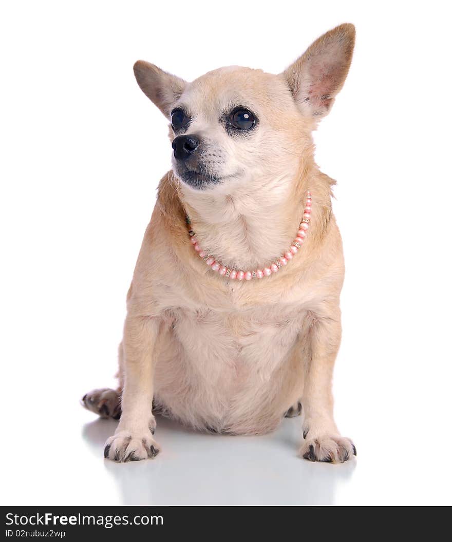 Small Chihuahua dog sitting, on white background. Small Chihuahua dog sitting, on white background.