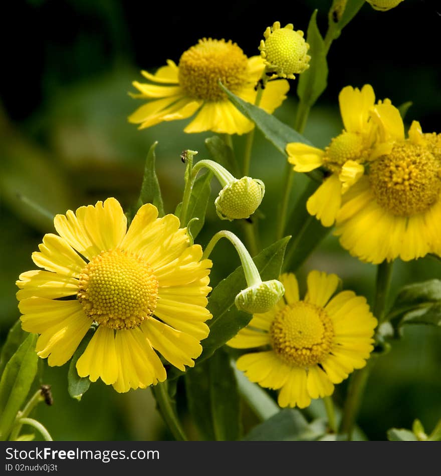 Vibrant yellow spring flowers - daisy. Vibrant yellow spring flowers - daisy