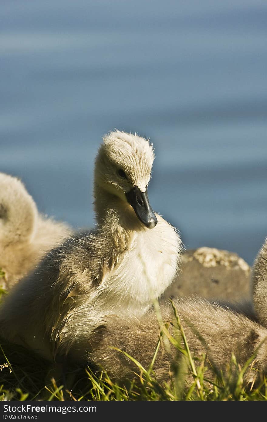 Cute baby swans on the grass near the water