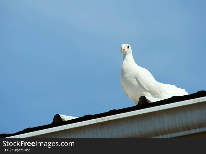 White dove with blue sky