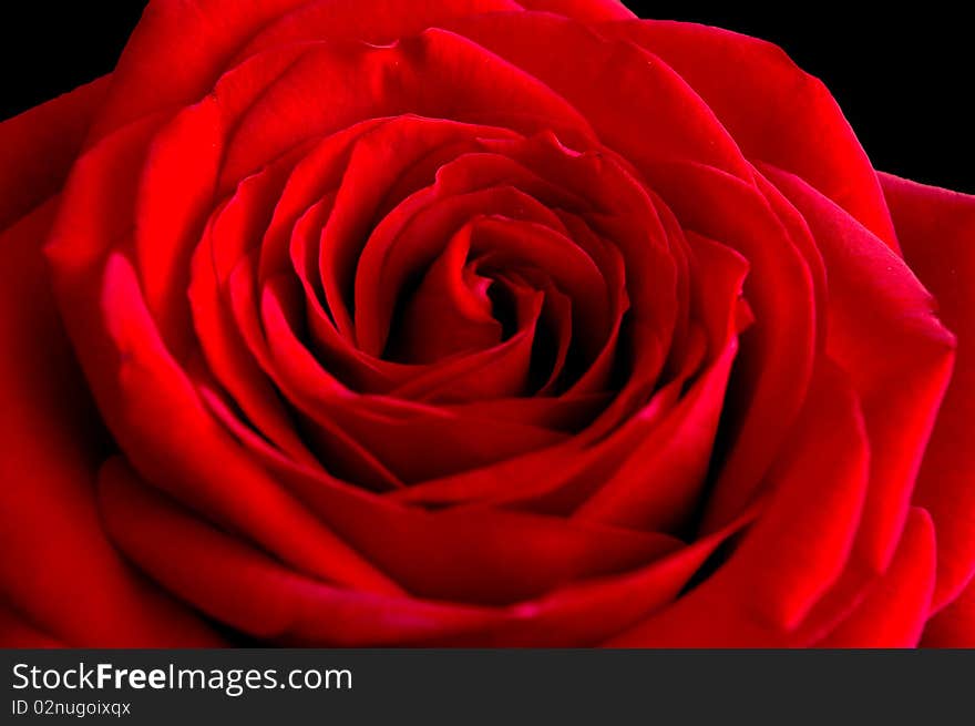 Red rose shot against black velvet background