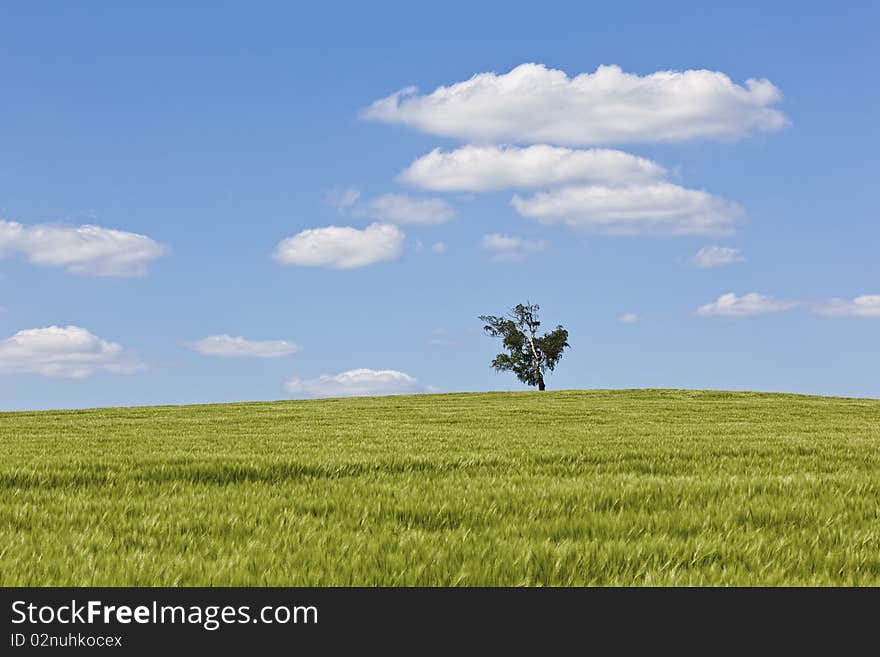 Lonely tree in the field