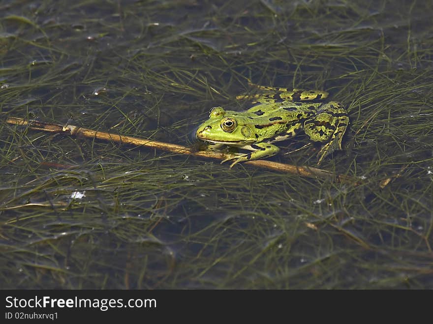 Bullfrog among waterplants