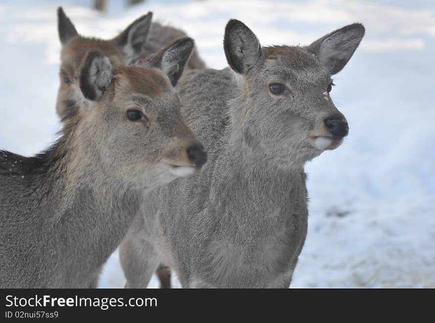 Three deers in winter time at japan