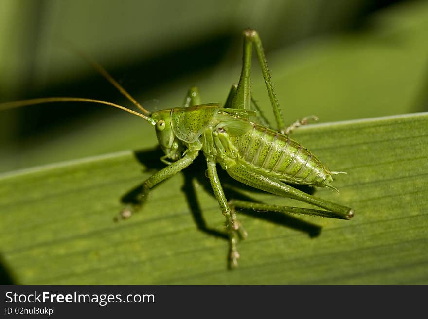 Grasshopper On The Grass