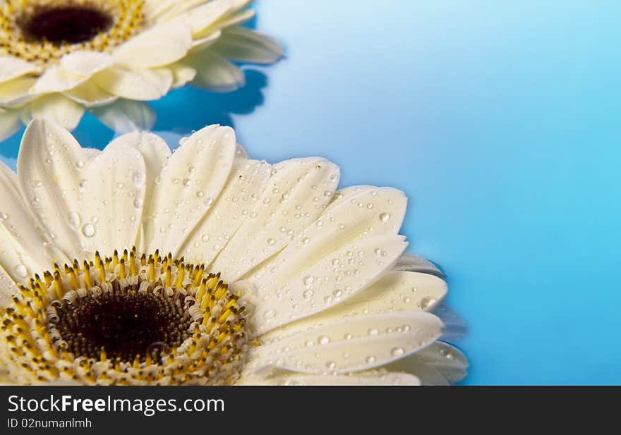 Gerbera daisies floating on water. Gerbera daisies floating on water