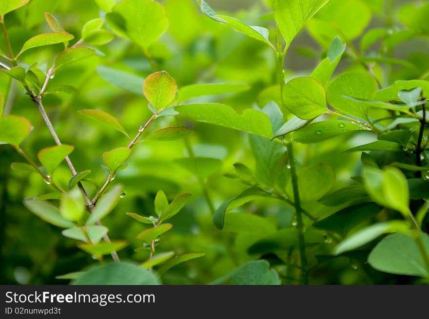 Green leaves at spring