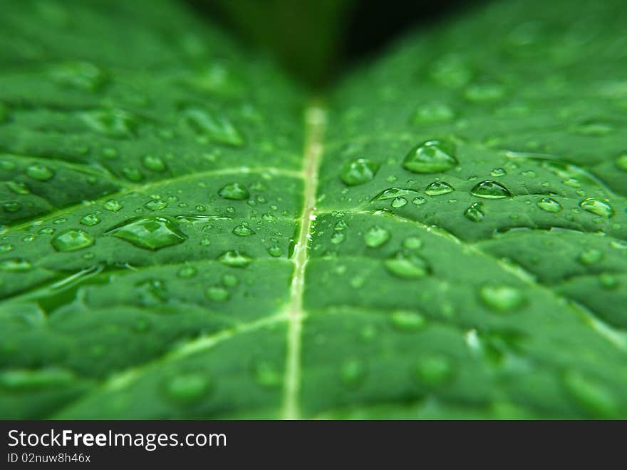 Green leaf with water droplets resting on it