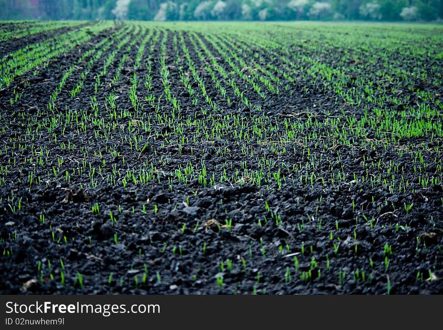 Field Of Spring