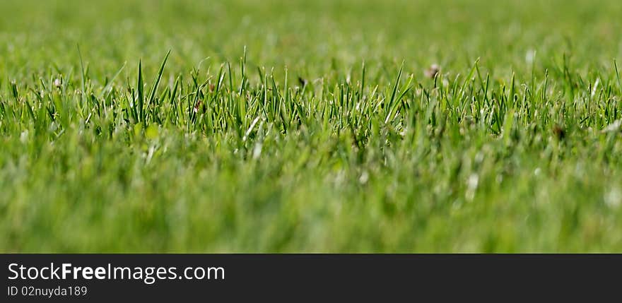 Abstract closeup on a green field. Abstract closeup on a green field