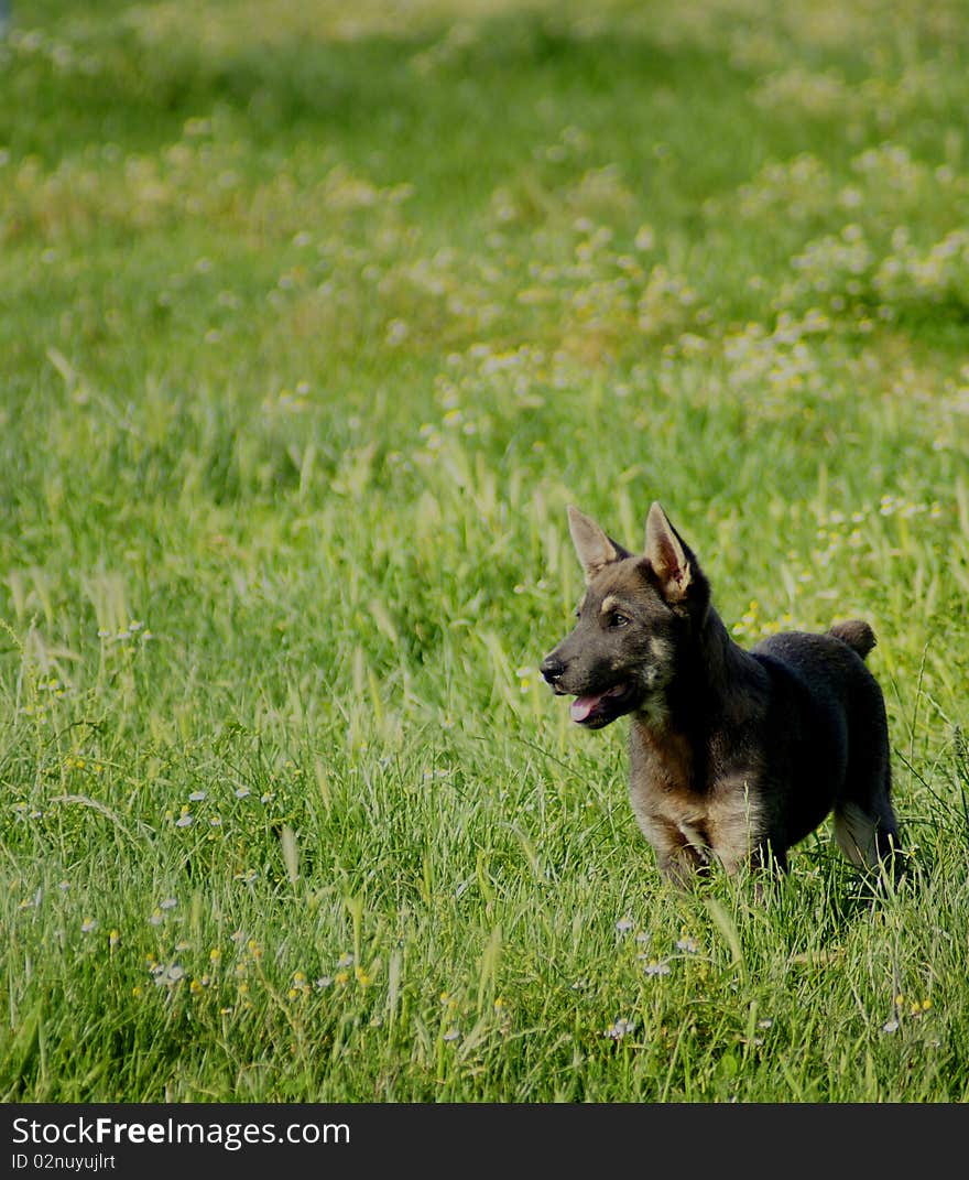 Puppy looking happily away at something in the field. Puppy looking happily away at something in the field