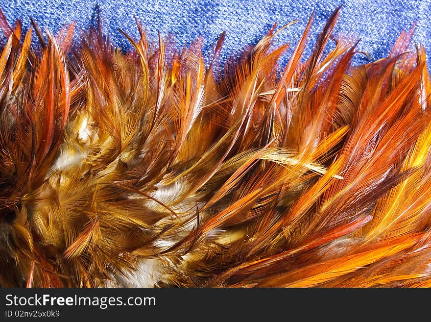 Bird's feather pattern on blue jeans blackground.