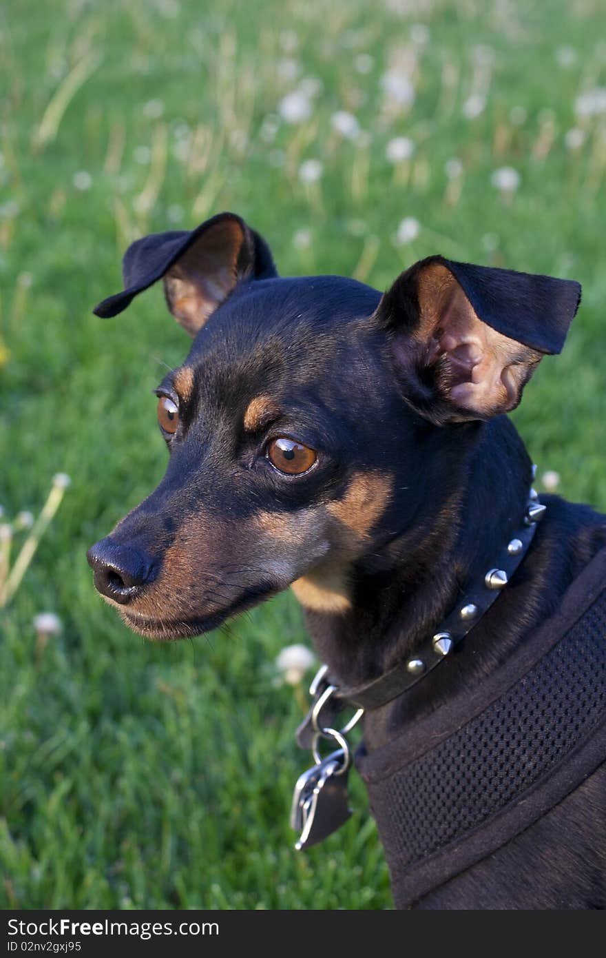 Portrait Of A Terrier Looking Into The Distance