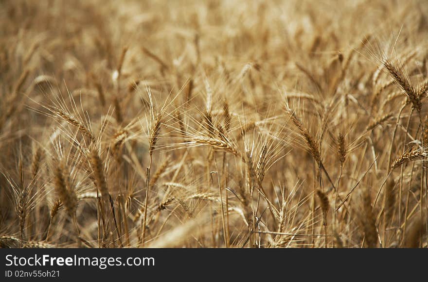 Ripe agricultural bread wheat field. Ripe agricultural bread wheat field