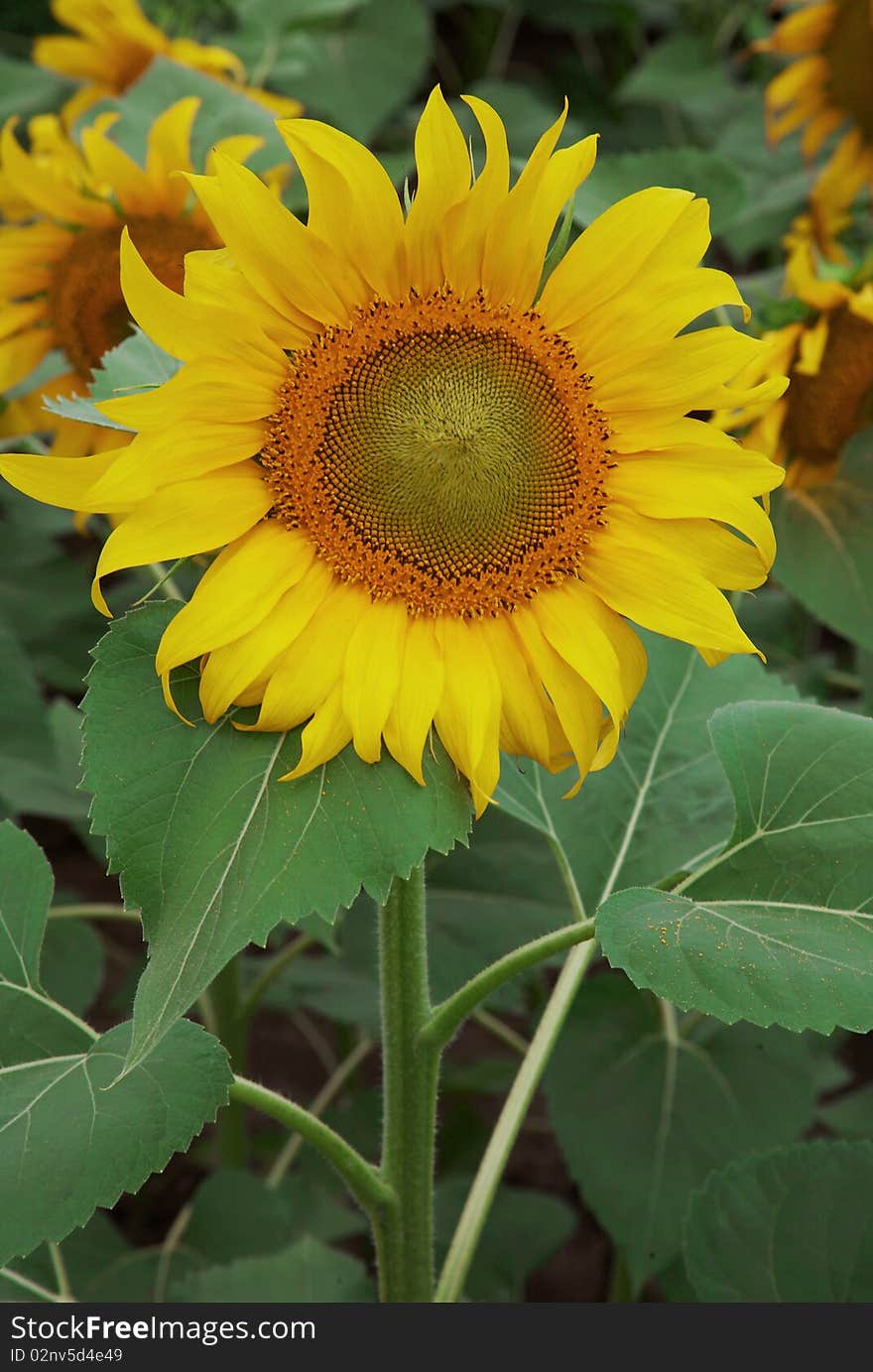 Beautiful Sunflower