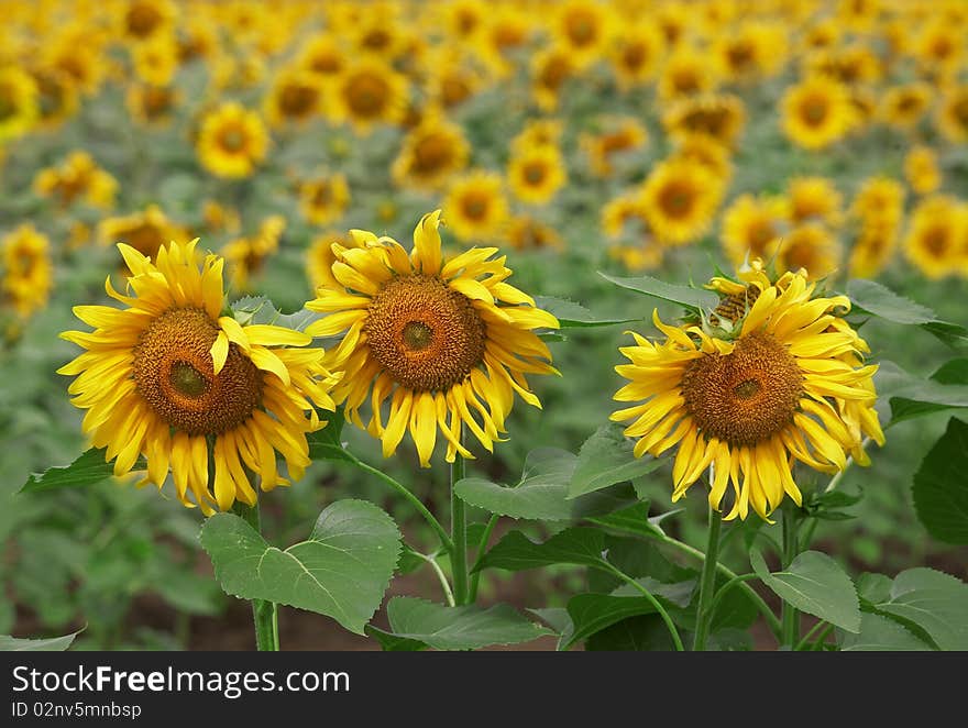 Beautiful Sunflowers