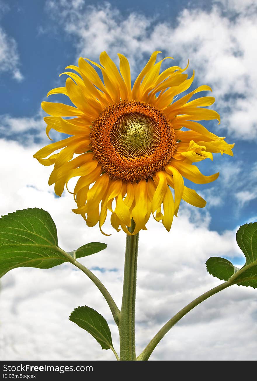 Beautiful sunflower