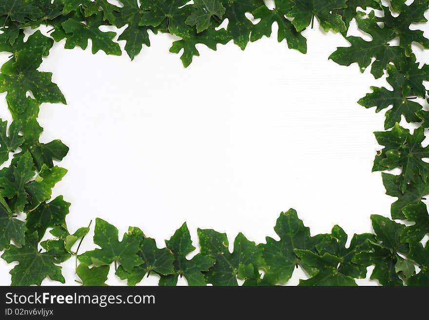 Green leaf fame on white background