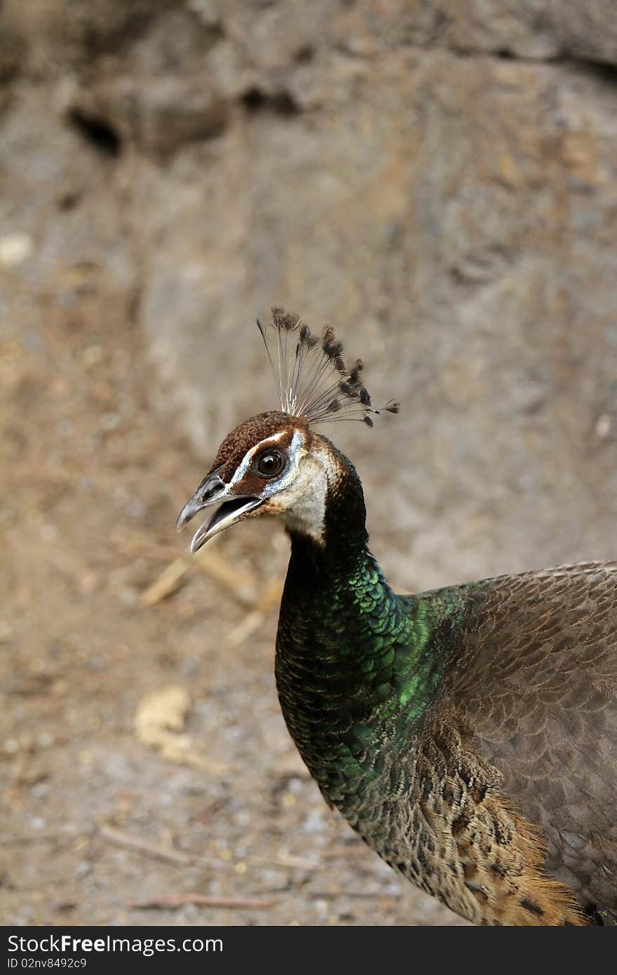 Female peacocks against a backdrop of Peng's stone