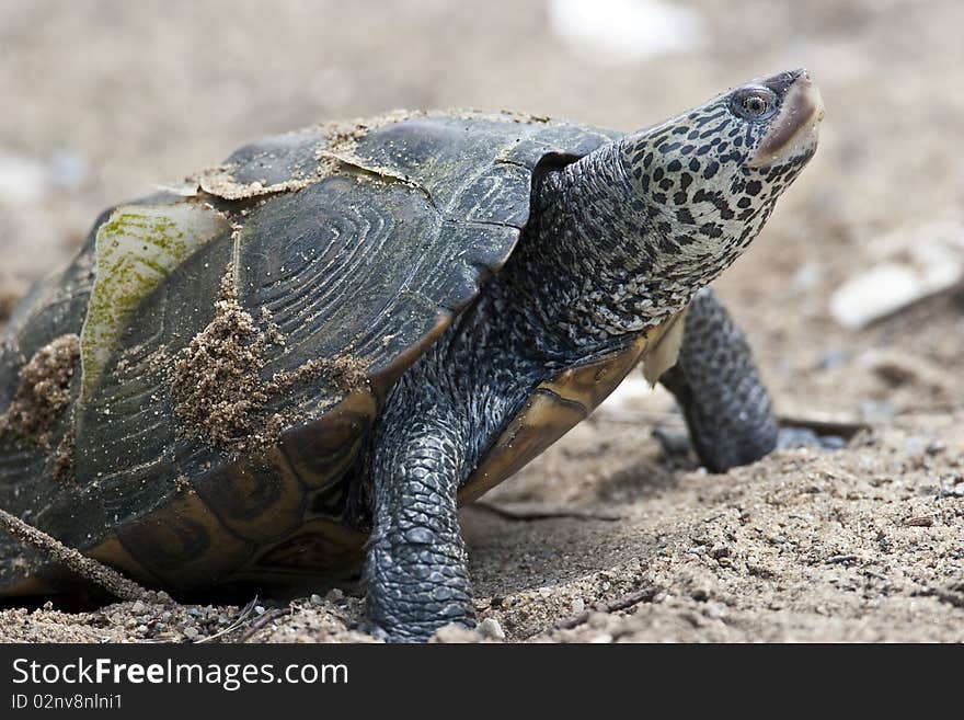 Turtle on road waiting in the heat of the miday sun