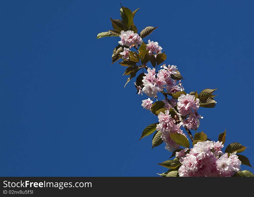 Japanese Cherry Tree