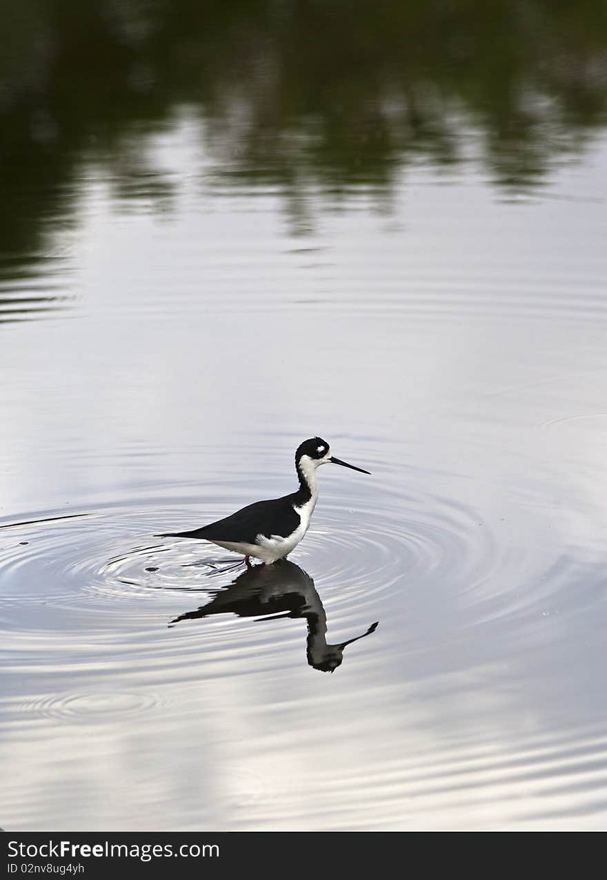 Black necked stilt (Himantopus mexicanus)