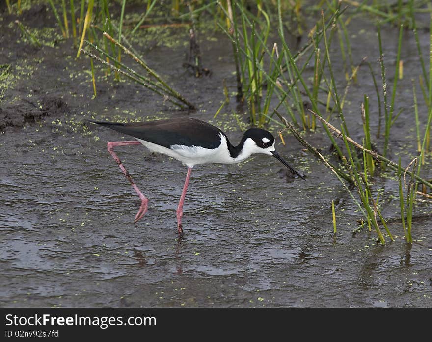 Black necked stilt (Himantopus mexicanus) feeding in Florida Everglades in early spring