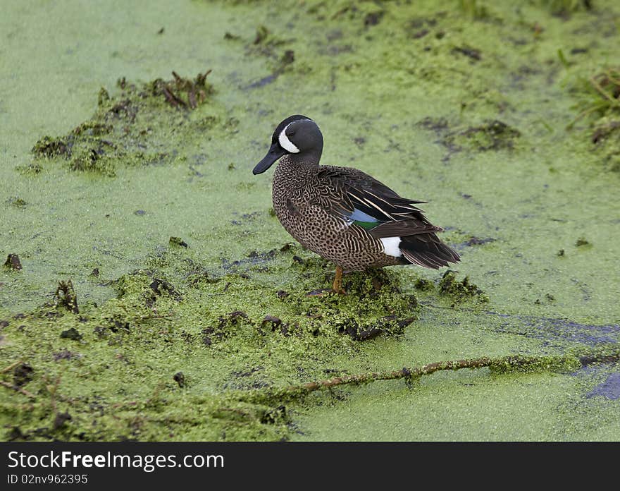 Blue-winged teal duck