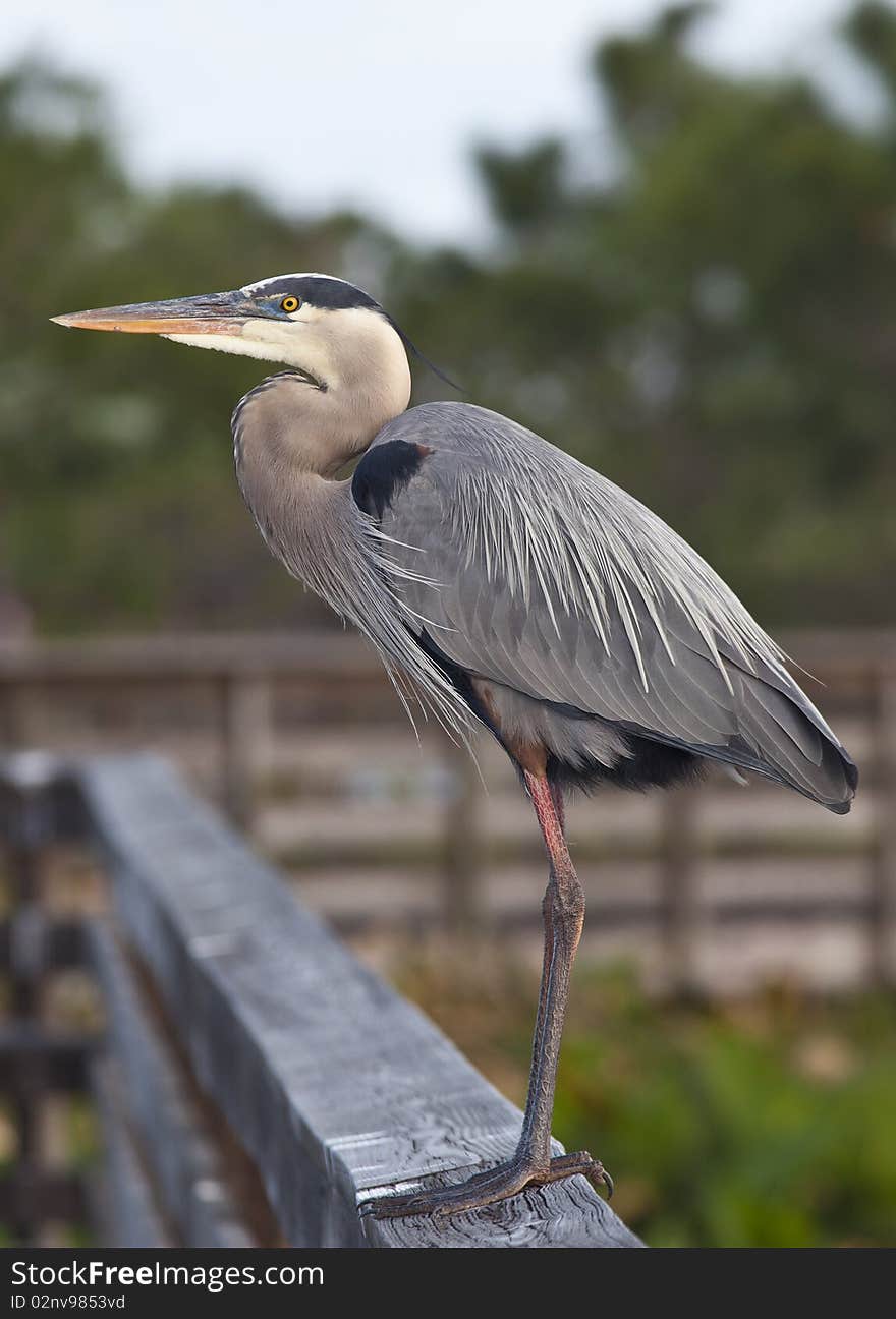 Great Blue Heron (ardea herodias) perched on a railing