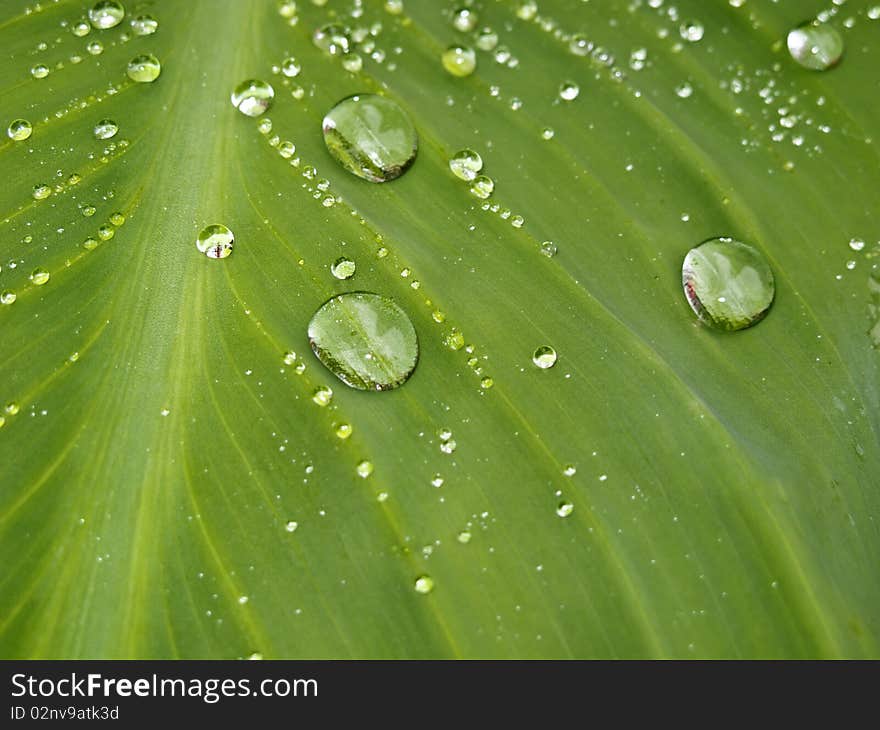 Water drops on a large green leaf after a rain in Central Park