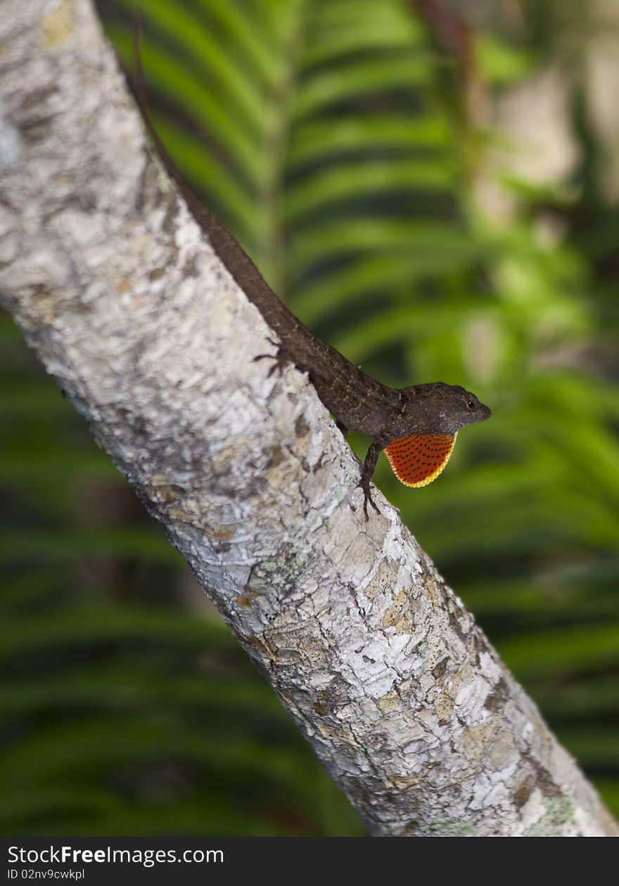 Carolina anole (Anolis carolinensis) on tree in mating pose in the everglades