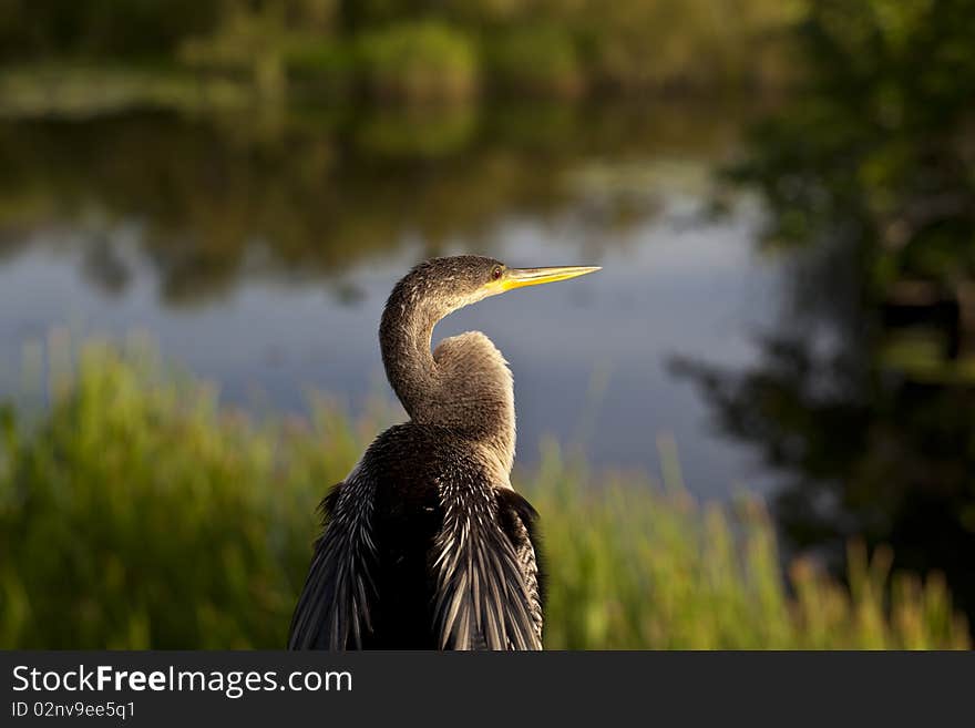 Anhinga bird in Everglades national Park in the early morning