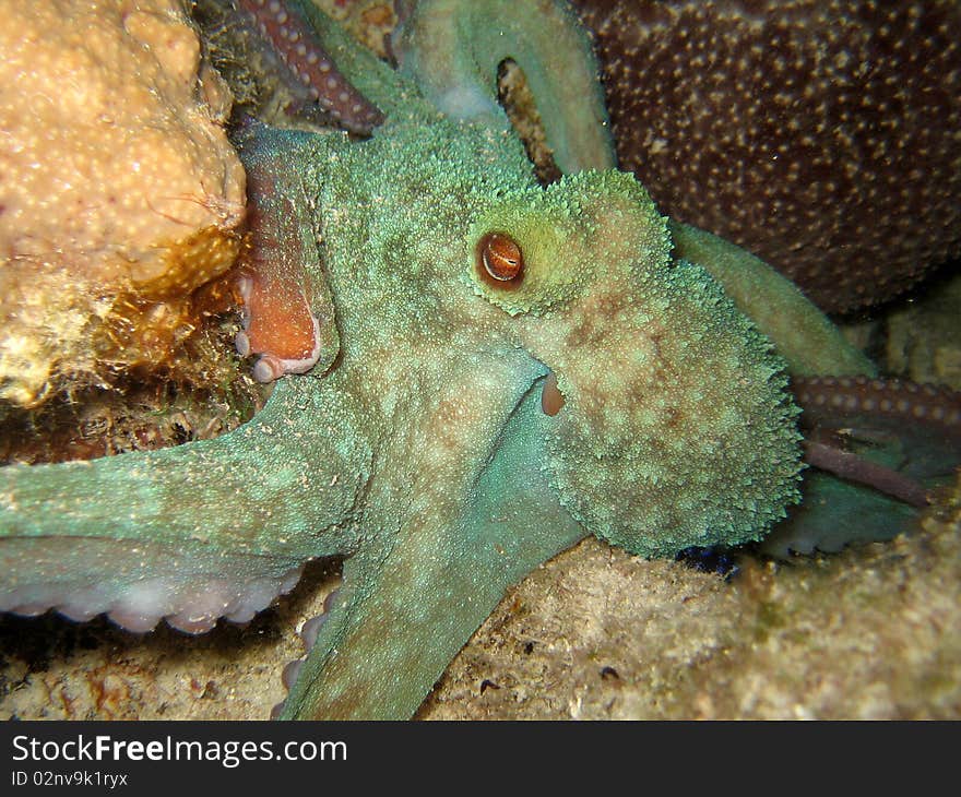 Octopus night dive