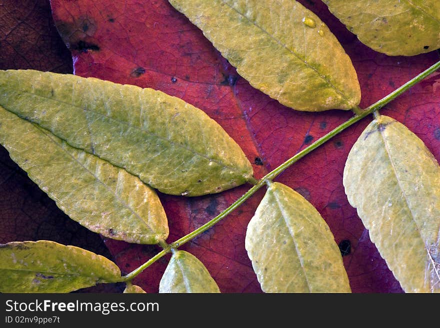 Close up of autumn leaves in Central Park in the fall. Close up of autumn leaves in Central Park in the fall