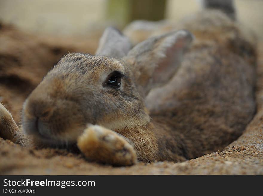 Some rabbit pictures taken at a rabbit park