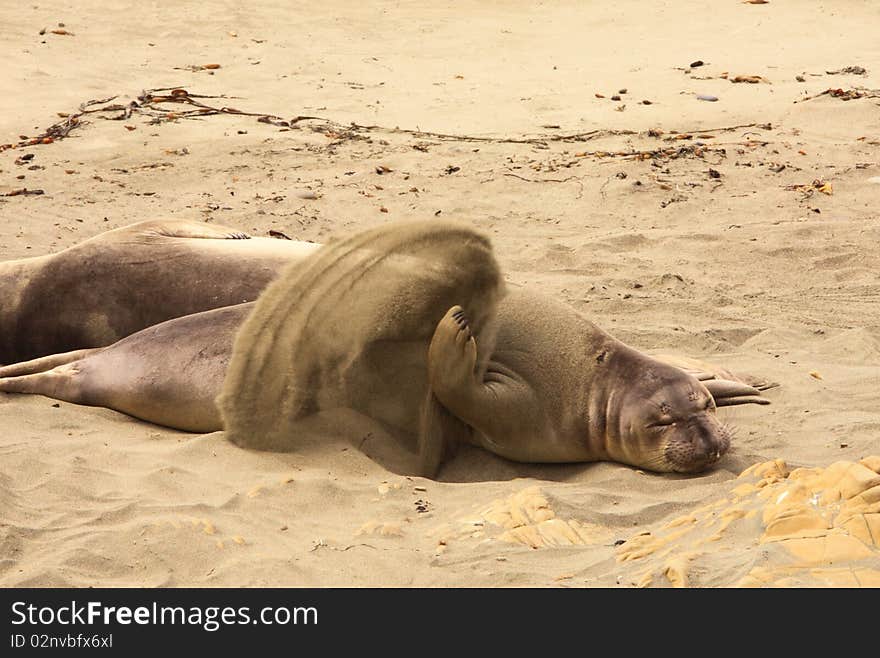 Seal, California coast