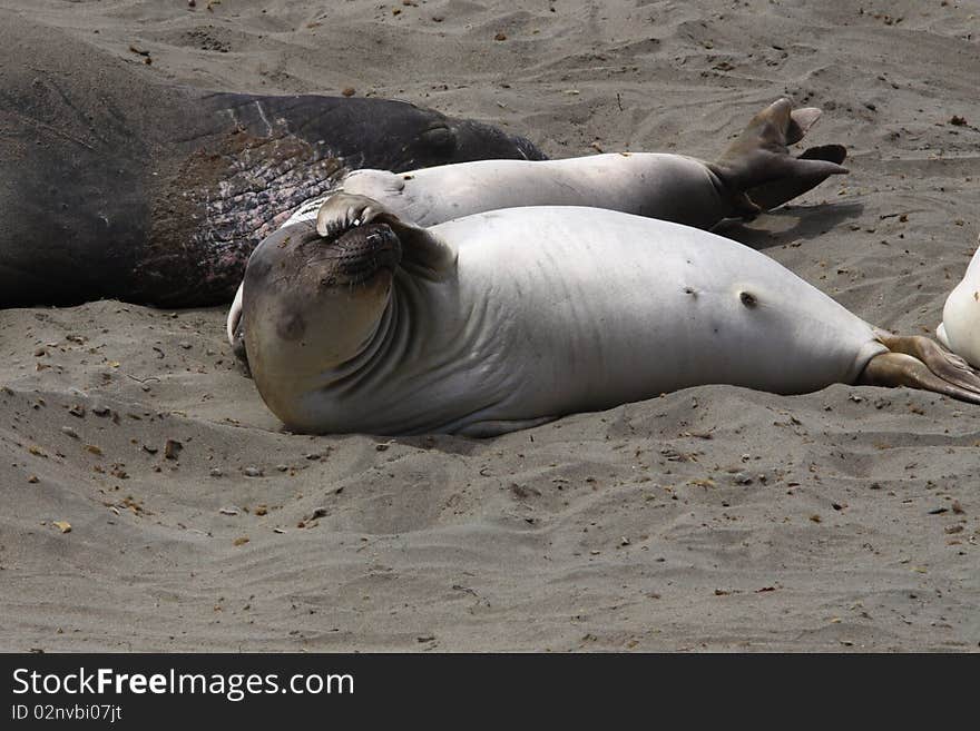 Seal highway 1 California  l