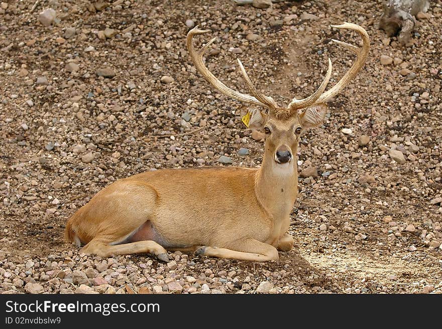 Eld deer in chiang mai night safari