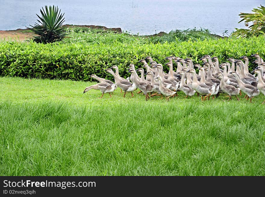 A group of goose on garden ,with grass and lake.