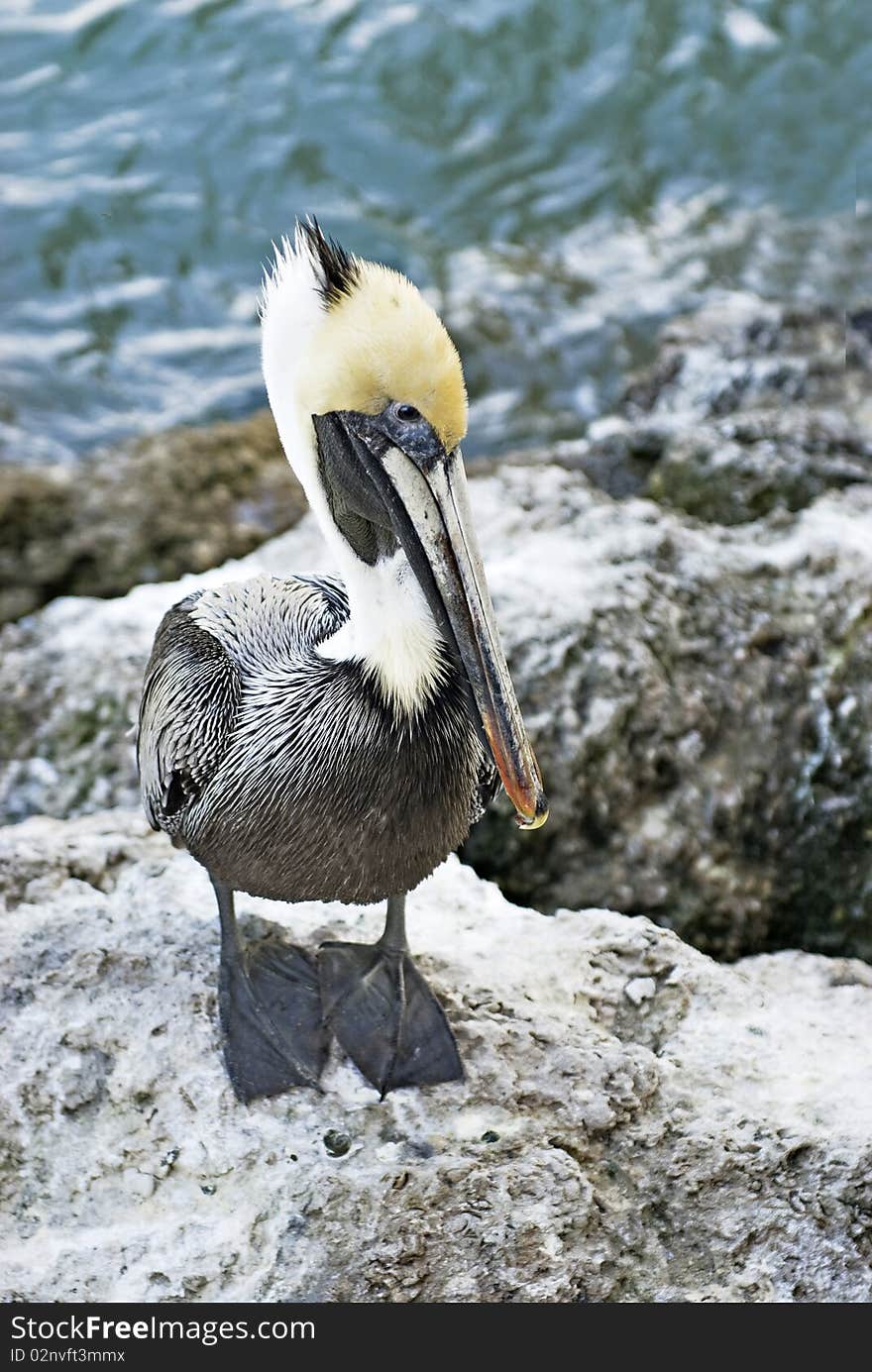 A cute young pelican standing on a rock beside the water, vertical with copy space. A cute young pelican standing on a rock beside the water, vertical with copy space