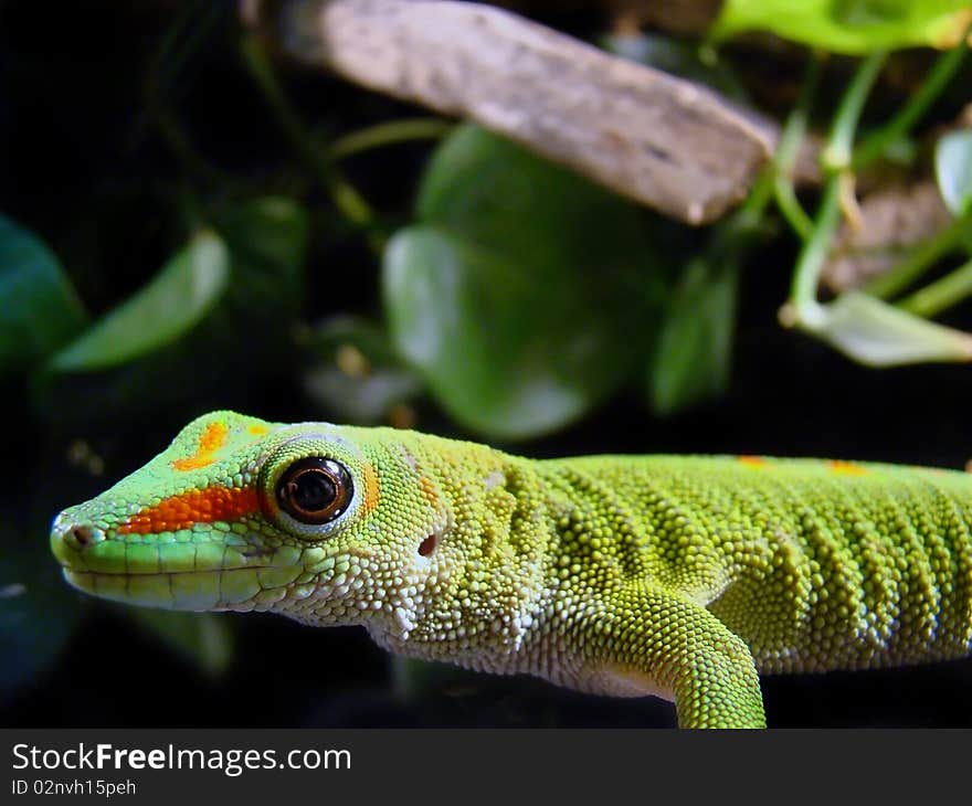 A captive adult madagascar giant day gecko