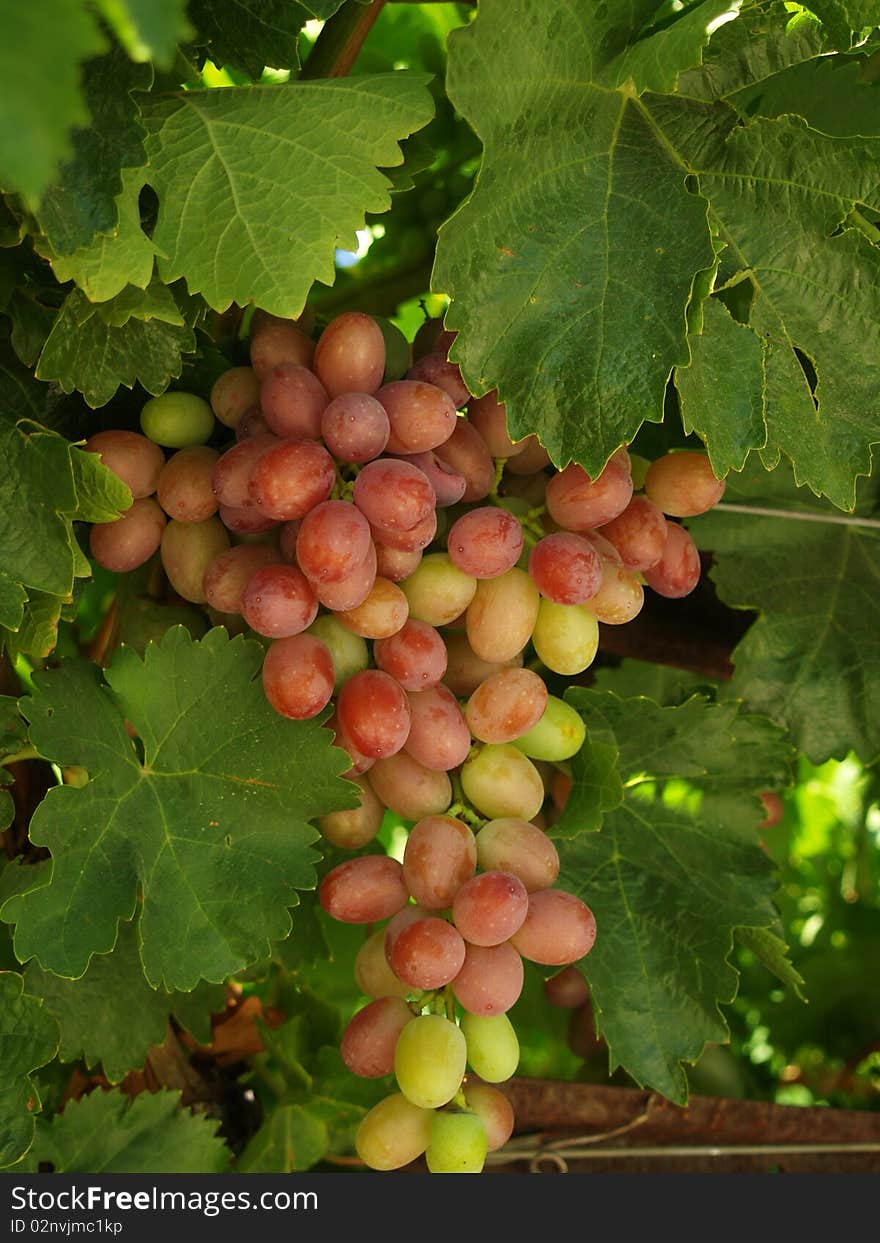 Sweet juicy grapes still on the vine, ready for the picking. Sweet juicy grapes still on the vine, ready for the picking.