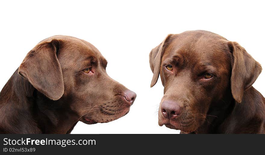 A shot of two chocolate labradors on white