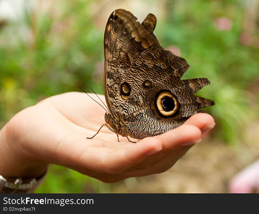 Caligo memnon on woman hand