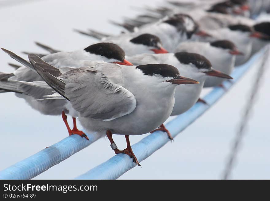 A group of terns finds relief from flying on the outriggers of a commercial fishing boad