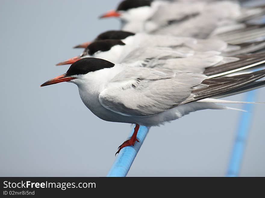 A group of terns finds relief from flying on the outriggers of a commercial fishing boad