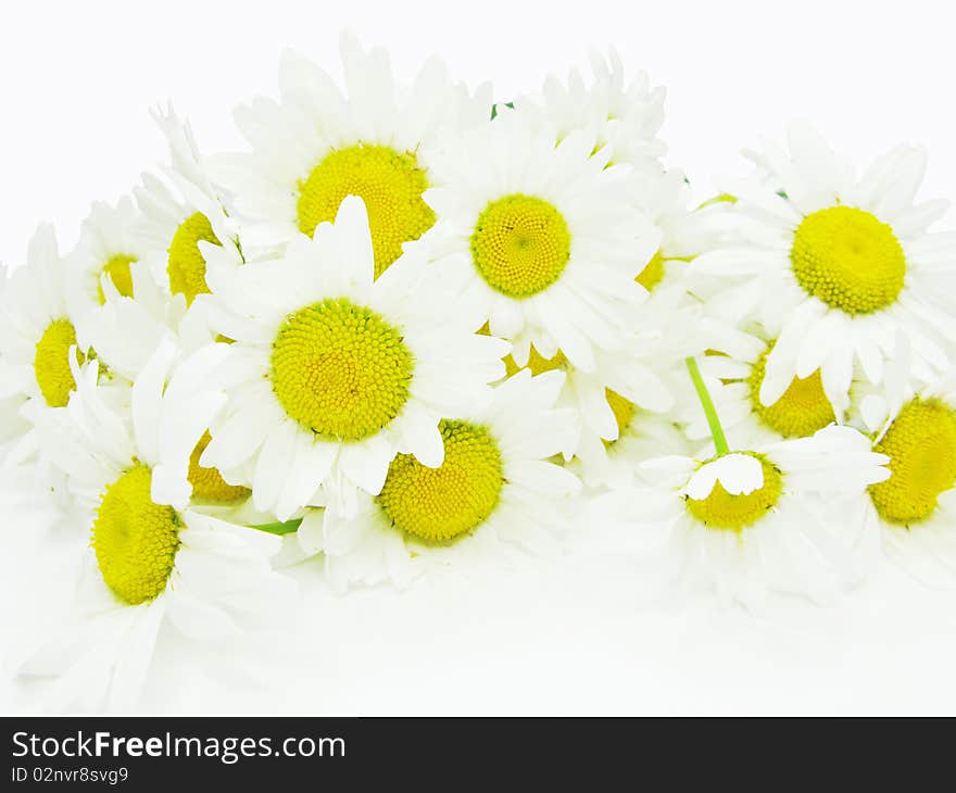 Bouquet of field daisy flowers