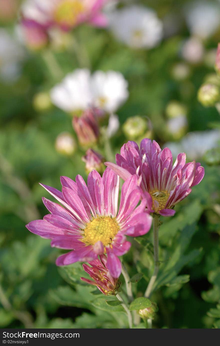 Chrysanthemum