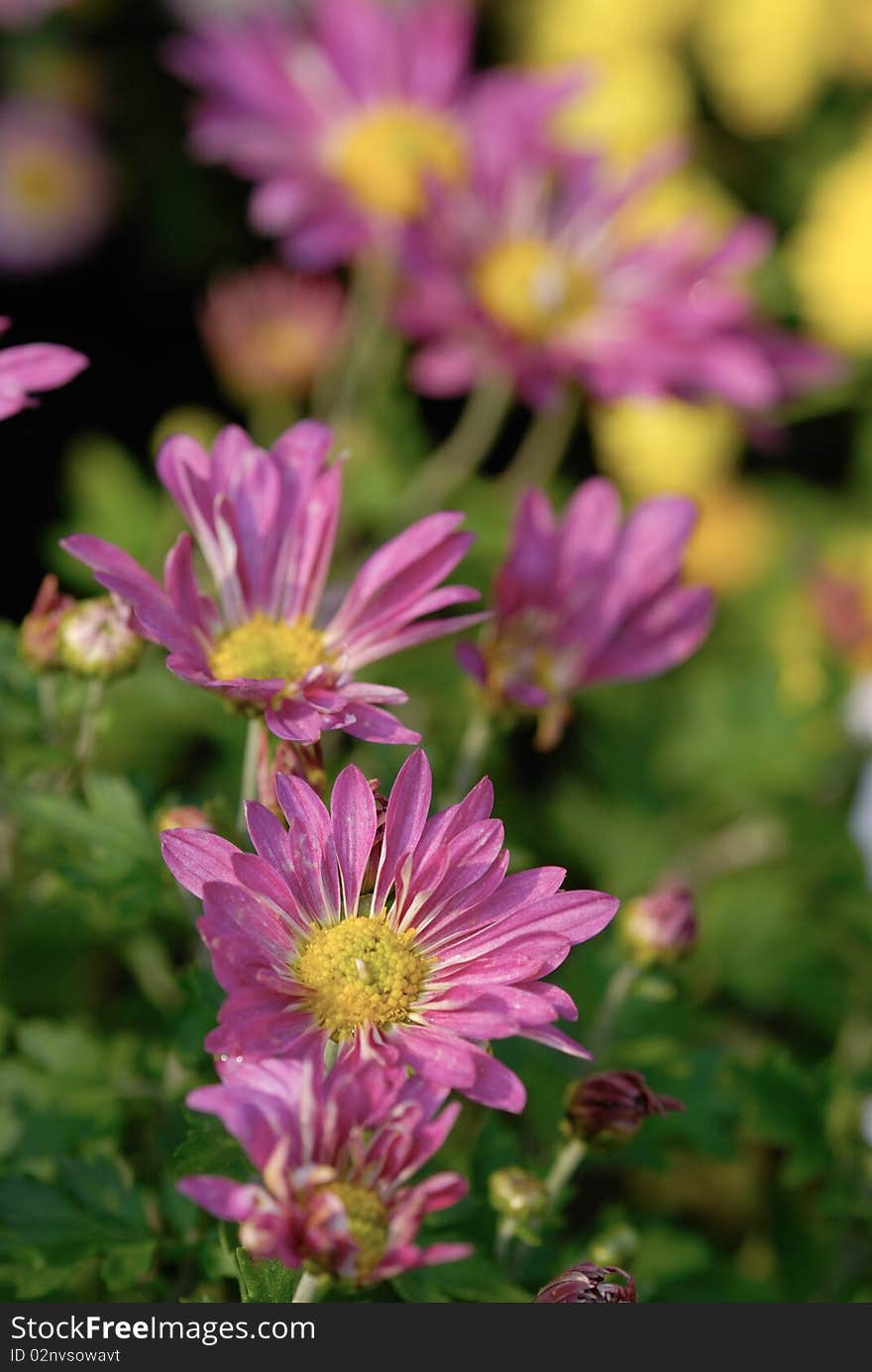 Chrysanthemum