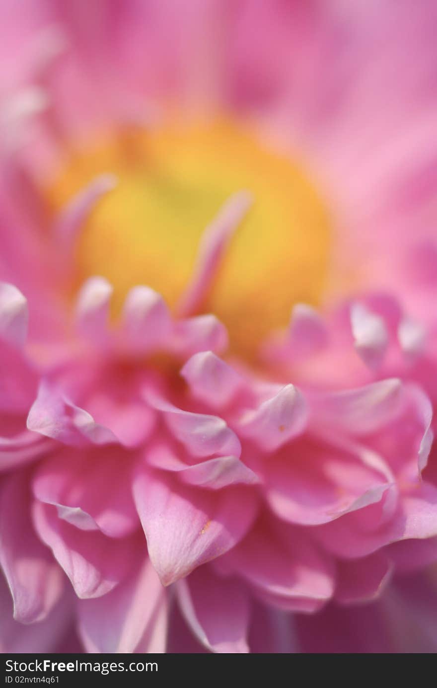 Chrysanthemum